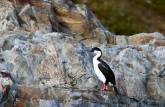 Um shag imperial descansa em pedra na baía de Gold Harbour, na Geórgia do Sul